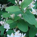 Lonicera x muscariensis fleur  P1C